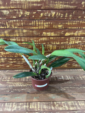 Orquídea Slc. Mae Hawkins (Mãe Halkins) – Adulta e Apta à Floração, Flor Rosa com Labelo Marcante