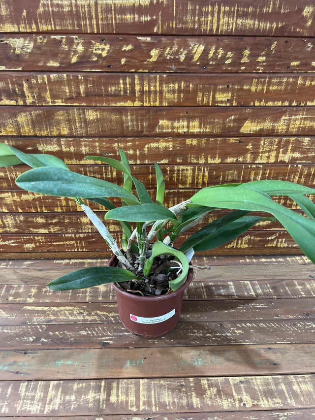 Orquídea Slc. Mae Hawkins (Mãe Halkins) – Adulta e Apta à Floração, Flor Rosa com Labelo Marcante
