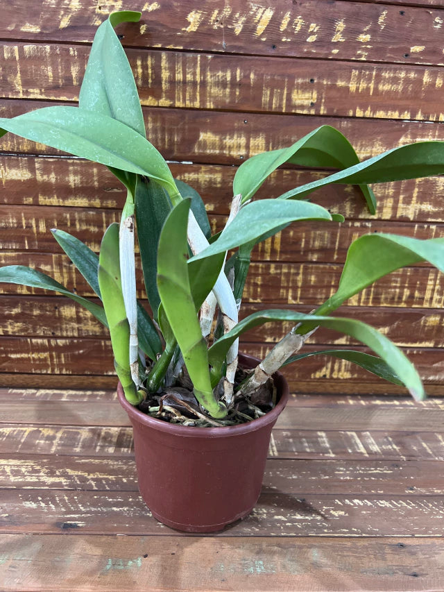 Orquídea Slc. Mae Hawkins (Mãe Halkins) – Adulta e Apta à Floração, Flor Rosa com Labelo Marcante