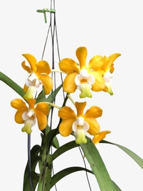 Orquídea Vanda Denisoniana – Espécie Pré Adulta e Apta à Floração, Flor Perfumada de Noite