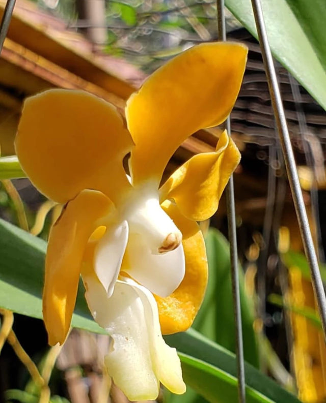 Orquídea Vanda Denisoniana – Espécie Pré Adulta e Apta à Floração, Flor Perfumada de Noite
