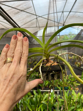 Orquídea Vanda Denisoniana – Espécie Pré Adulta e Apta à Floração, Flor Perfumada de Noite
