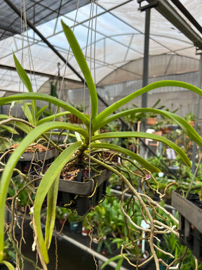Orquídea Vanda Denisoniana – Espécie Pré Adulta e Apta à Floração, Flor Perfumada de Noite