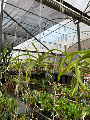 Orquídea Vanda Denisoniana – Espécie Pré Adulta e Apta à Floração, Flor Perfumada de Noite