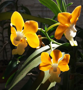 Orquídea Vanda Denisoniana – Espécie Pré Adulta e Apta à Floração, Flor Perfumada de Noite