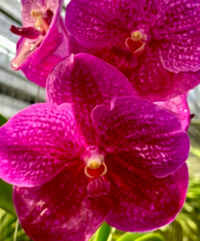 Orquídea Vanda Gordon Dillon × Kulwadee Fragrance Red Waxy – Adulta e Importada, Flor Vermelha “Waxy” Perfumada
