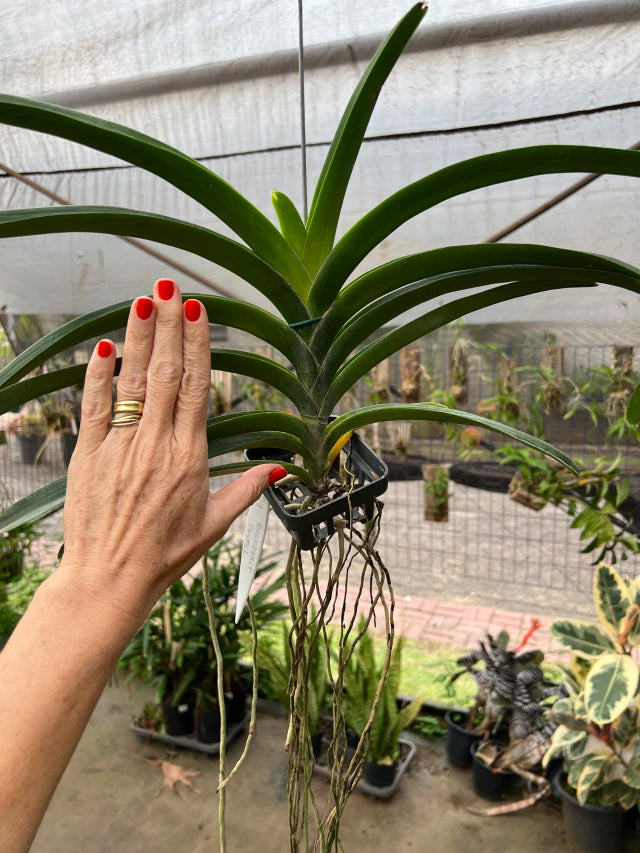Orquídea Vanda Gordon Dillon × Kulwadee Fragrance Red Waxy – Adulta e Importada, Flor Vermelha “Waxy” Perfumada