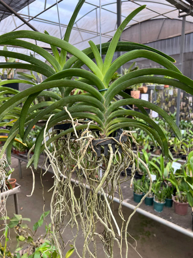 Orquídea Vanda Gordon Dillon × Kulwadee Fragrance Red Waxy – Adulta e Importada, Flor Vermelha “Waxy” Perfumada