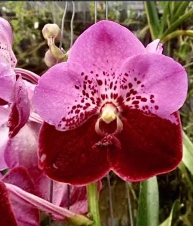 Orquídea Vanda Pimchai Beauty New – Adulta e Apta à Floração (Importada), Flor Perfumada em Tons Suaves