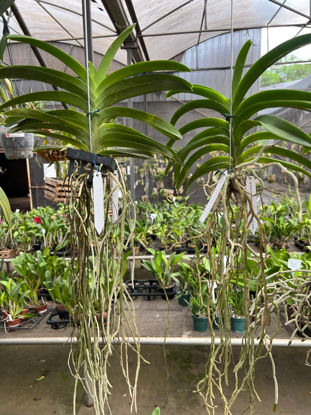 Orquídea Vanda Pimchai Beauty New – Adulta e Apta à Floração (Importada), Flor Perfumada em Tons Suaves