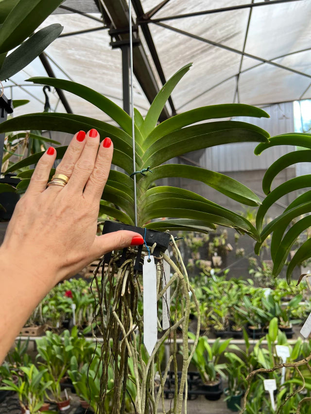 Orquídea Vanda Pimchai Beauty New – Adulta e Apta à Floração (Importada), Flor Perfumada em Tons Suaves