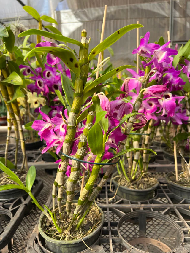 Orquídea de Dendrobium Nobile pink com roxo - Sem Flores e Adulto
