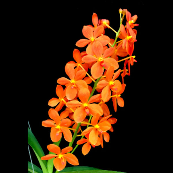 Orquídea Rntda Jairak Orange – Adulta e Apta à Floração, Flor Laranja Vibrante Importada